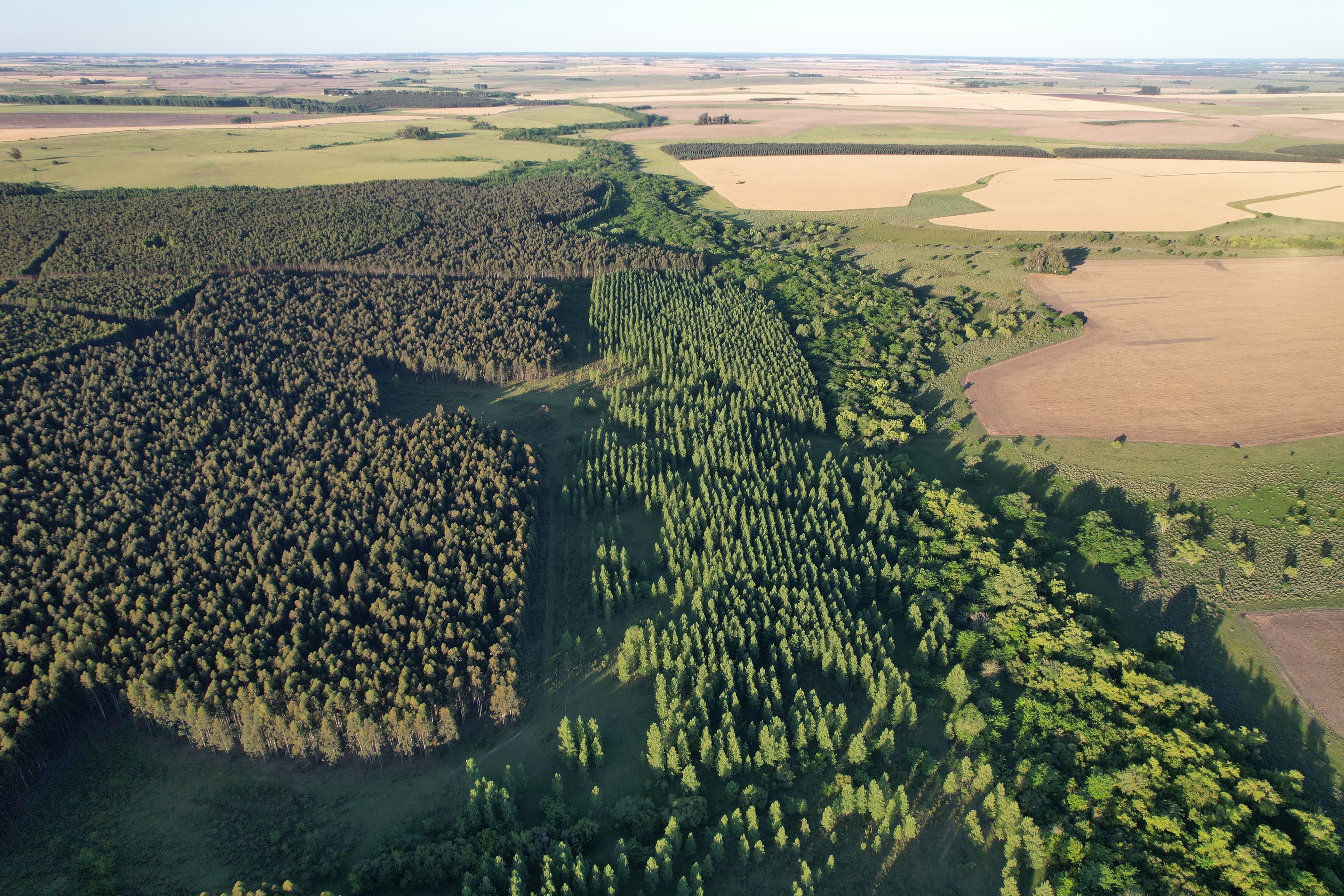 Bosque vista aerea