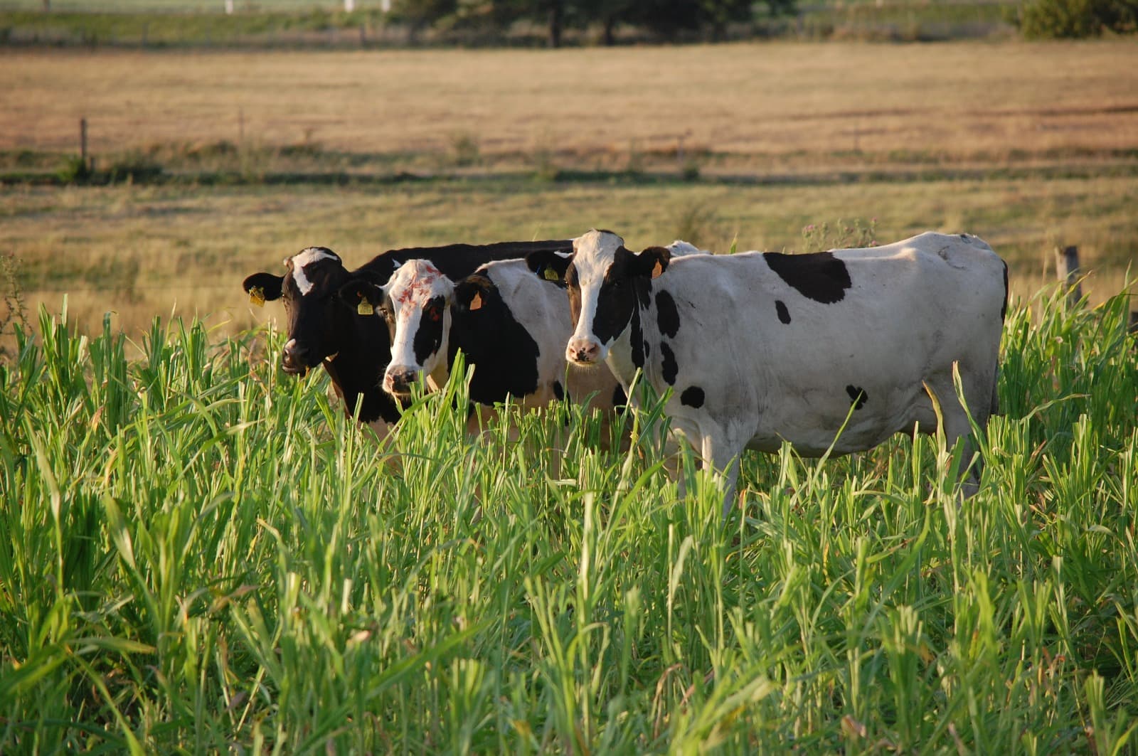 Tres vacas mirando al frente